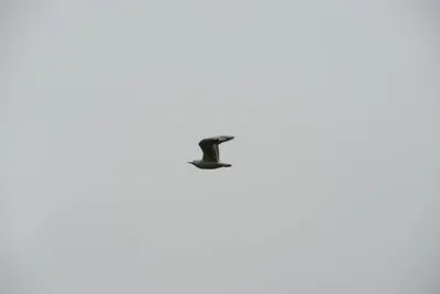 DSC_5750 (Large).JPG